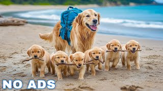 12 Hours of Dog Calming Music for Dogs 🐾 Anti Separation Anxiety Relief Music🐶Sleep dog Healing🎵