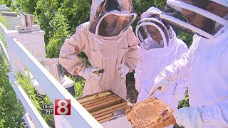 Beekeeping club creating a lot of buzz at Ledyard High