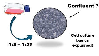 How to Passage Cells with Trypsin | Cell Splitting Step-by-Step