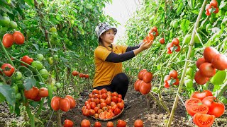 Harvesting Red tomato to the Market to Sell  Vegetable garden care! Lucia's daily life