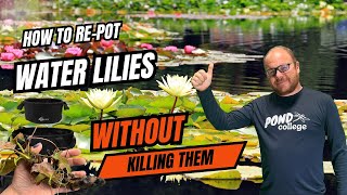 How to Re-pot Water Lilies Without Killing Them – Full Tutorial