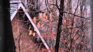 Snow   December 27th 2011