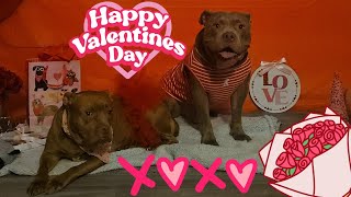 Valentines Day With Nova And Lyric💝🐕🐾