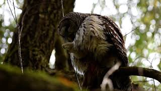 Barred owl grooming it's beautiful feathers 10 19 21