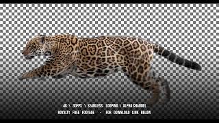 Jaguar running. Isolated and cyclic animation. Alpha channel.