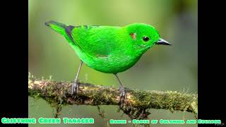 Top 5 BIRDS for St. Patrick's Day!