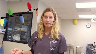 Holiday Pet Tips with Dr. Sawyer