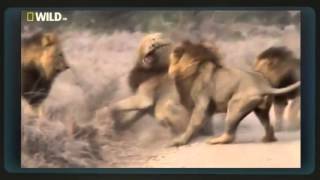 Four male lions vs one male lion