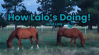 Lalo's First Week Recap!