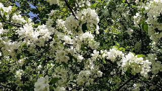 Spring Colors of Apple Flowers in Rhododendron Gardens - Virtual Walking around the World: Canada.