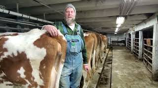 Guernsey Cows Coming in the Barn for Milking.