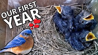 The Story of Our First Eastern Bluebird Nest | A Unique Insight