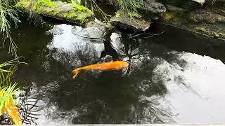 🐟 Koi Fish Splash in Slow Motion 💦 #shorts #USA #24/7#familyvlog #family