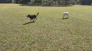 Baloo and Buddy