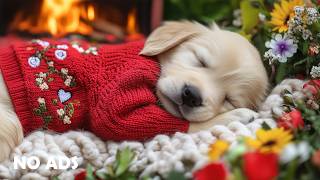 12 HOURS of Healing Dog Music 🐶🎅 Anti-Separation Anxiety Relief ☃️ Stress & Rest Music 💖 No Ads