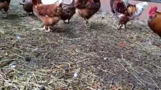 Feeding my chickens a lizard