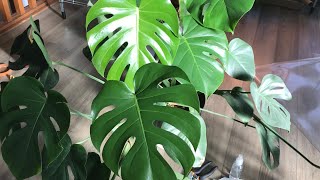 How to grow more Monstera plants/hydroponics 由一棵龟背竹变多棵/水培
