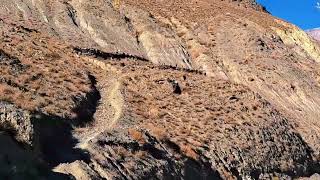 #Markhor point 2