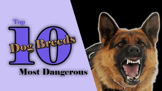 Top 10 Most Dangerous Dog Breeds in the World