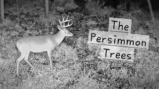 Virginia Trail Cameras - The Persimmon Trees in the Blue Ridge Mountains