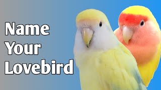 Top Pet Lovebird Names From A-Z - Choose the Best Name!
