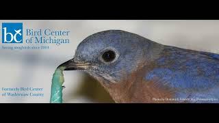 Saving Songbirds with Marissa Jardine from the Bird Center of Michigan