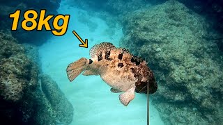 Grouper 39 lb (18kg) Spearfishing in Japan