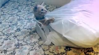 Chico maluquinho  (Created with @Magisto)