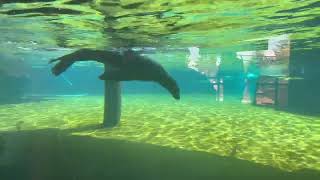 Perfect swimmer#zoo #seaworld #seal #comotown 