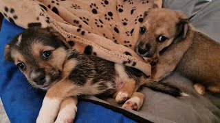 Stray mother dog has the chance to raise her puppies with safety.