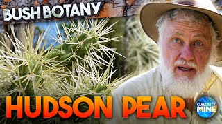 Hudson Pear: The Deadly Cactus that Infests The Opal Fields - Bush Botany @ Lightning Ridge