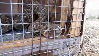 44th Annual Lometa DiamondBack Jubilee RattleSnake Round Up