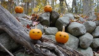 vc038: Pumpkin Chorus