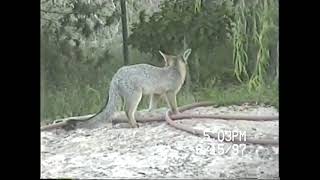 1997 Guadalupe  Parade grandkids Snow Durango