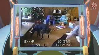 You've Been Framed! Gold: Top 100 Animals (2012) (Part 1/4)