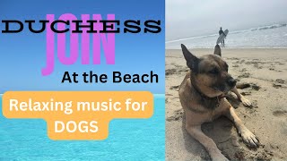 DOG RELAXING MUSIC, WAVES, DOG BEACH