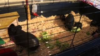 Skinny Guinea Pig - dinner