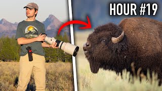24 Hours to Photograph Wildlife in Yellowstone