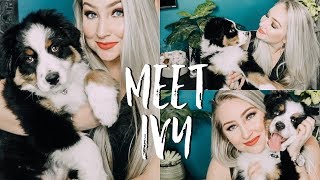 I GOT A PUPPY!!!! | Meet Ivy
