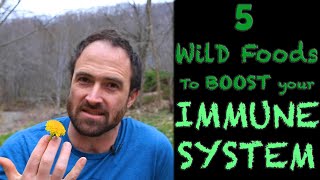 5 Wild Food Plants to BOOST your IMMUNE system! Late Winter Early Spring Coronavirus forage Strategy