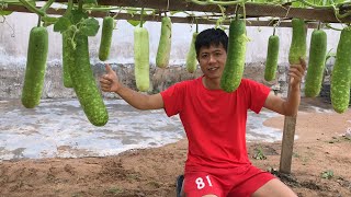 Will planting gourd produce fruit all year round if planted this way?