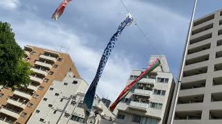 鯉のぼり 恵比寿タコ公園 2021/4/24