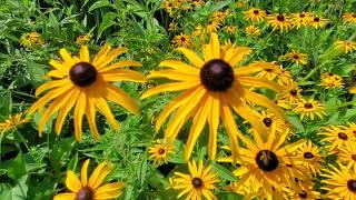 #rudbeckia a yellow sea of flowers!