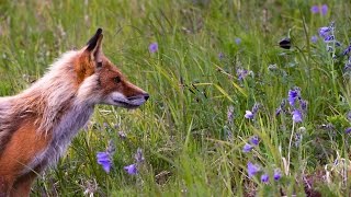 Free sheet music for piano - Fairy tale part 4 - Hunting down the fox - Piano Music short