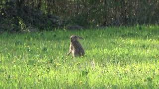 Courir deux lièvres à la fois