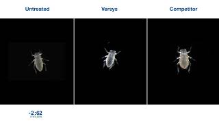 Versys Insecticide Powered by Inscalis: Aphid Time-Lapse | BASF