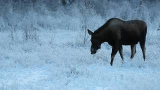 Behind the Lens: Alaska Winter Moose Photography in Hoarfrost by Jeff Schultz Photography