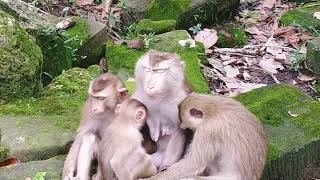 Adorable monkey Family Libby with kids