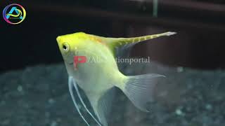 Varkala Aquarium Amazing Experiences with lot of Variety Fishes | Sudheer Kabeer