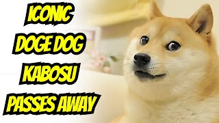 Ethereum ETFs APPROVED! Iconic Doge Kabosu Dies. Bitcoin Still Hot. NFT Market and News.